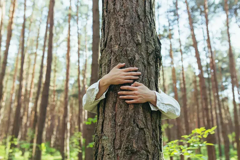 Baum wird von Mensch umarmt mit Wald im Hintergrund