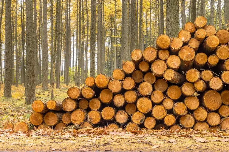 Holzstapel aus gefällten Baumstämmen am Waldrand mit herbstlichem Laub.