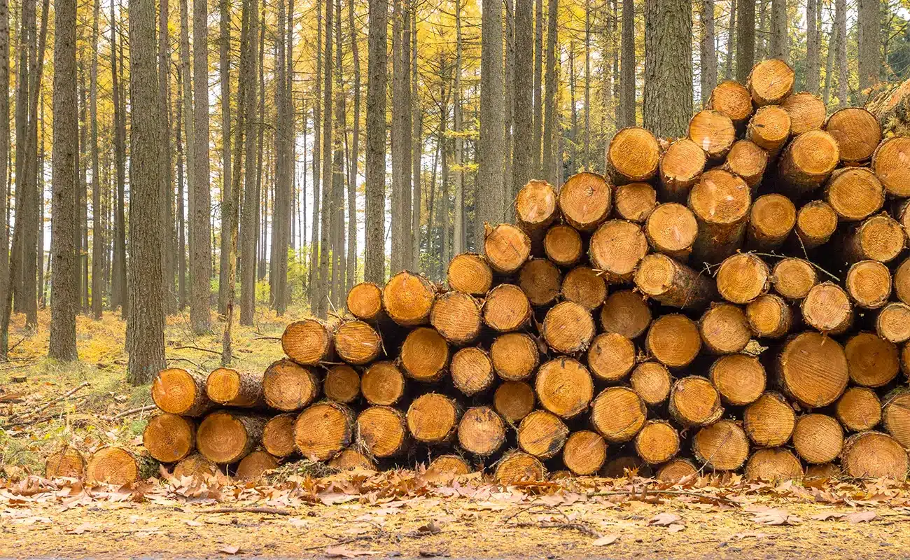 Holzstapel aus gefällten Baumstämmen am Waldrand mit herbstlichem Laub.